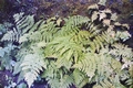 Dryopteris guanchica #025.jpg