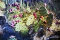 Opuntia ficus-indica #158.jpg