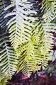 Polypodium macaronesicum #087.jpg