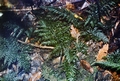 Vandenboschia speciosa (= Trichomanes speciosum) #036.jpg