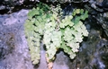 Adiantum capillus-veneris #056.jpg