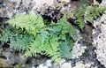 Allosorus fragilis (Cheilanthes pulchella)#085.jpg