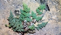 Allosorus guanchicus (Cheilanthes guanchica)#076.jpg