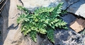 Allosorus pteridioides (Cheilanthes maderensis) #101.jpg
