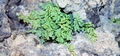 Allosorus pteridioides (Cheilanthes maderensis)s #093.jpg