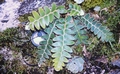 Asplenium aureum #068.jpg