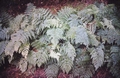 Dryopteris guanchica #029.jpg