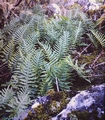 Polypodium macaronesicum subsp. macaronesicum #066.jpg