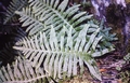Polypodium macaronesicum subsp. macaronesicum #070.jpg