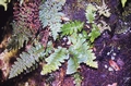 Asplenium aureum #09.jpg
