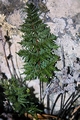 Cheilanthes pulchella #16.jpg
