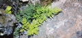 Allosorus fragilis (Cheilanthes pulchella) 49#.jpg