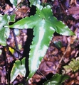 Asplenium hemionitis 15#.jpg