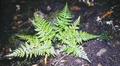 Asplenium onopteris 19#.jpg