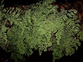 Adiantum capillus-veneris #072.jpg