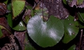 Adiantum reniforme #068.jpg