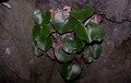 Adiantum reniforme #069.jpg