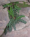 Asplenium ceterach #085.jpg