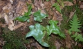 Asplenium hemionitis #017.jpg