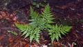 Asplenium onopteris #061.jpg