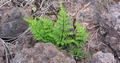 Cheilanthes pulchella #028.jpg