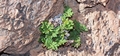 Cheilanthes tinaei #053.jpg