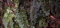 Hymenophyllum tunbrigense #011.jpg