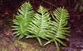 Polypodium macaronesicum #064.jpg