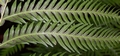 Pteris incompleta #111.jpg