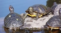 Turtles (Trachemys scripta elegans) #091.jpg