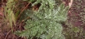 Vandenboschia speciosa (Trichomanes speciosum) #019.jpg