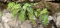 Asplenium filare #02.jpg