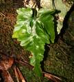 Asplenium x tagananaense.jpg