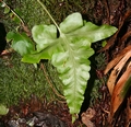 Asplenium x tagananaense #09.jpg