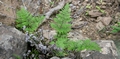 Cheilanthes pulchella #04.jpg