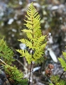 Cheilanthes pulchella #11.jpg