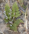 Cheilanthes pulchella #12.jpg