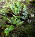Asplenium-aureum-02.jpg