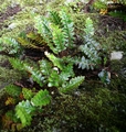 Asplenium aureum #13.jpg