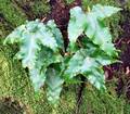 Asplenium-hemionitis-01.jpg