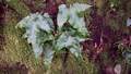 Asplenium hemionitis #41.jpg
