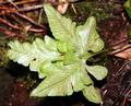 Asplenium-hemionitis-form-0.jpg