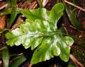 Asplenium-hemionitis-form-2.jpg
