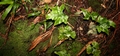 Asplenium hemionitis x Asplenium onopteris #43.jpg