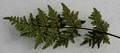 Cheilanthes-guanchica-05.jpg