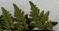 Cheilanthes-guanchica-06.jpg