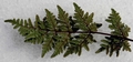 Cheilanthes guanchica #20.jpg