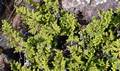 Cheilanthes-maderensis-02.jpg