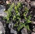 Cheilanthes-pulchella-01.jpg