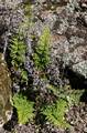 Cheilanthes-pulchella-02.jpg